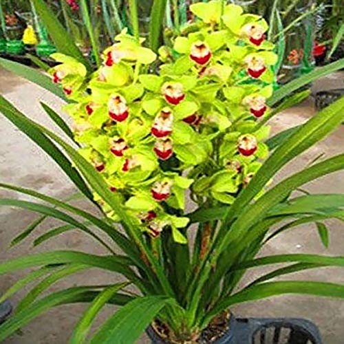 Le 35 Migliori Orchidee Da Esterno Prezzi del 2022: Guida all’acquisto